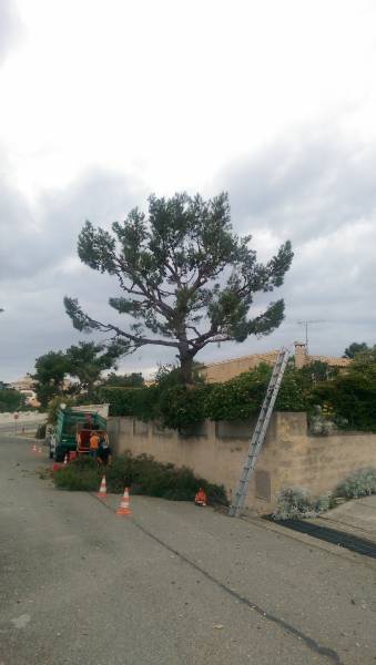 élagage et taille de gros arbres entre Martigues et Saint Mitre les Remparts
