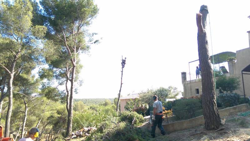abattage d'arbres et mise en sécurité de propriétés boisées à Ensues La Redonne