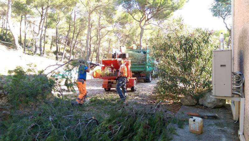 abattage de pins pour éclaircissement d'une pinède sur la commune d'Ensuès